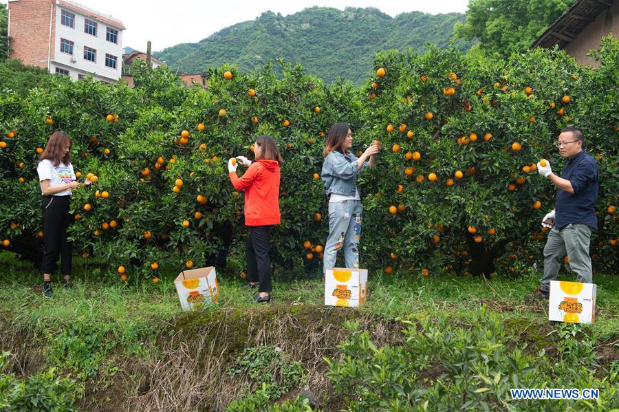 #CHINA-HUBEI-YICHANG-NAVEL ORANGE (CN)