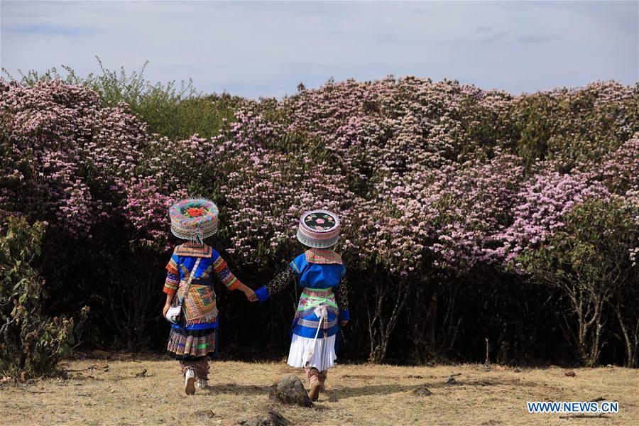 CHINA-SICHUAN-YANBIAN-RHODODENDRON (CN)