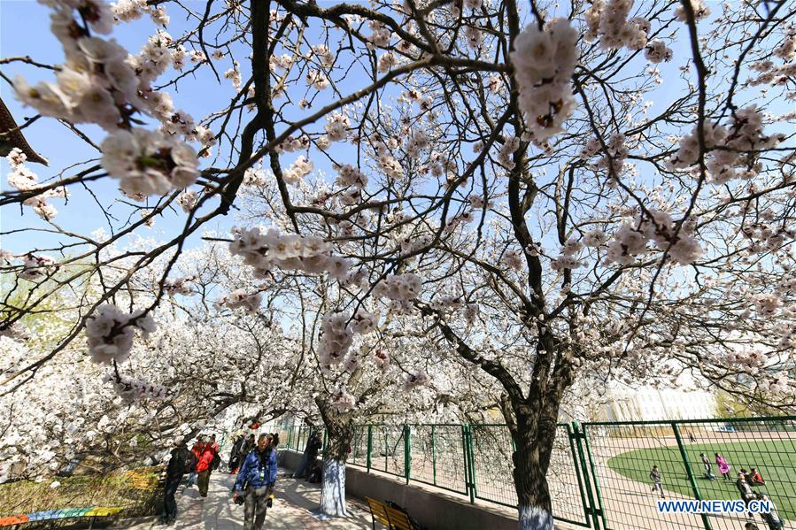 CHINA-HARBIN-APRICOT FLOWERS (CN)