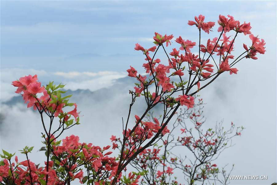 CHINA-ZHEJIANG-PAN'AN-FLOWERS (CN)