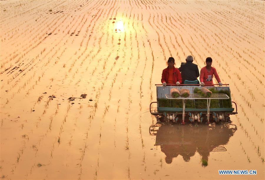 CHINA-AGRICULTURE-SALINE ALKALI SOIL (CN)