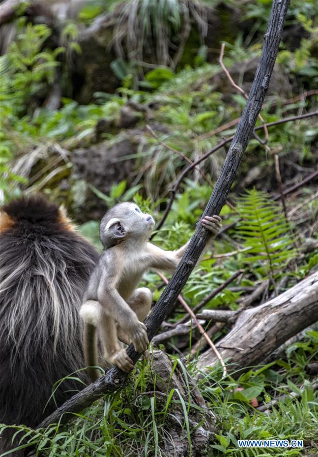 CHINA-HUBEI-SHENNONGJIA-GOLDEN MONKEY (CN)