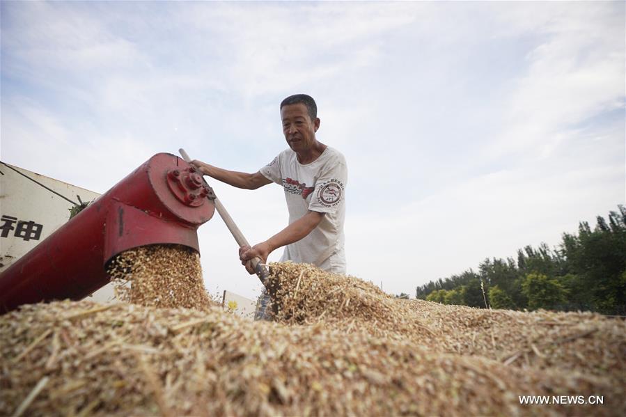 CHINA-HEBEI-XIONGAN-WHEAT HARVEST (CN)