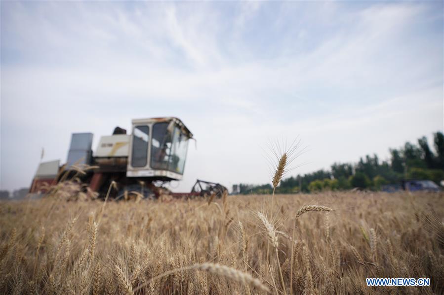 CHINA-HEBEI-XIONGAN-WHEAT HARVEST (CN)