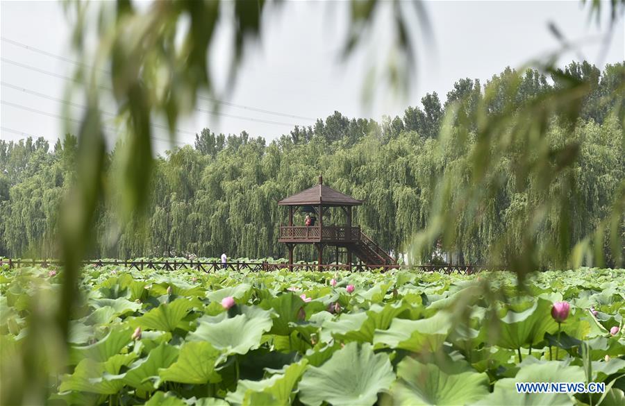 CHINA-HEBEI-LOTUS-TOURISM (CN)