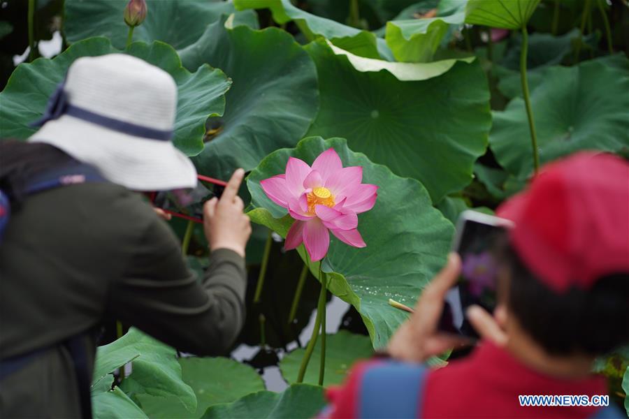 CHINA-YUNNAN-KUNMING-LOTUS FLOWERS (CN)