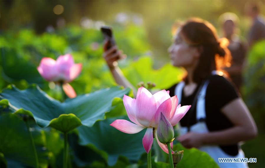 CHINA-SHAANXI-LOTUS FLOWERS (CN)