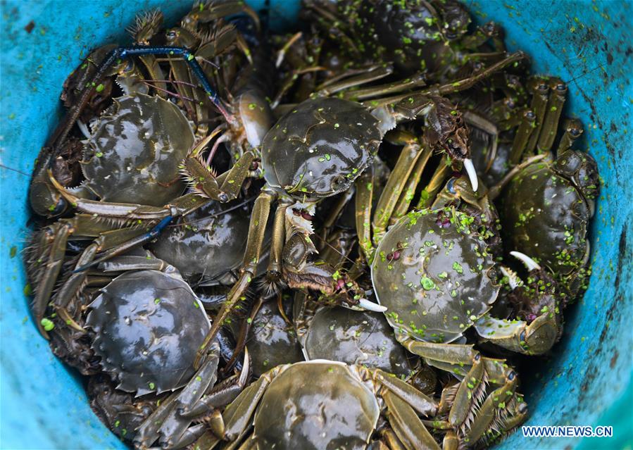 CHINA-ZHEJIANG-HUZHOU-CRAB (CN)