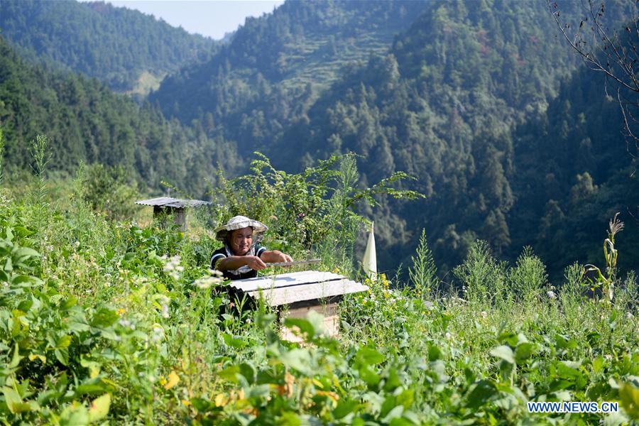 CHINA-HUNAN-XIANGXI-APICULTURE (CN)