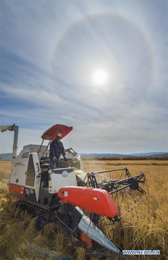 CHINA-JILIN-RICE HARVEST (CN)