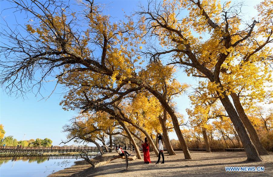 CHINA-INNER MONGOLIA-POPULUS EUPHRATICA-SCENERY (CN)