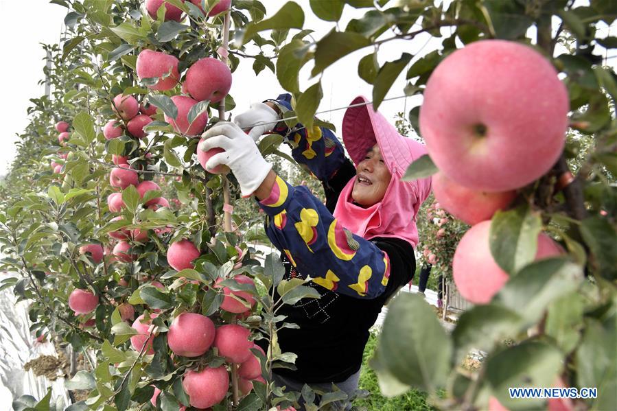 CHINA-SHANDONG-WEIHAI-APPLE-HARVEST (CN)