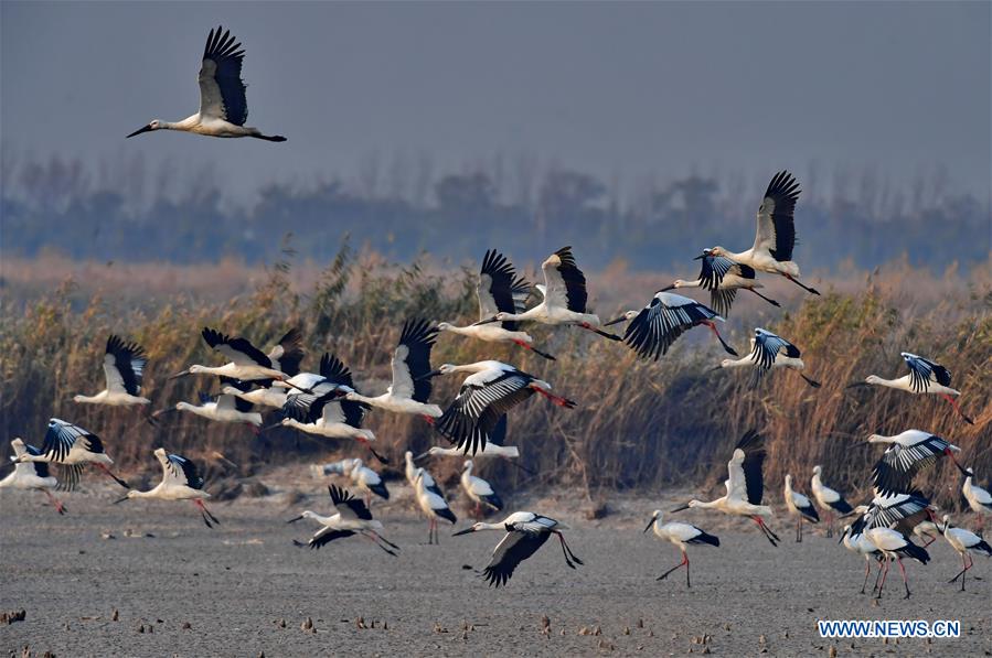 CHINA-HEBEI-WETLAND-ORIENTAL WHITE STORK (CN)