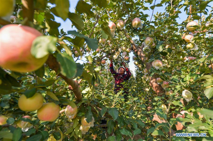 CHINA-HEBEI-HANDAN-APPLE HARVEST (CN)