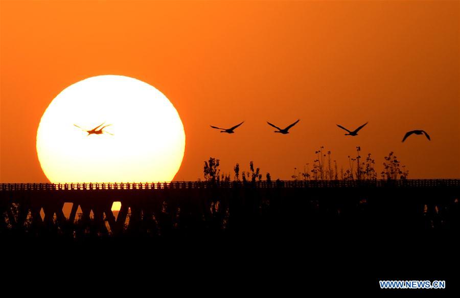 CHINA-HENAN-SANMENXIA-WHITE SWANS (CN)