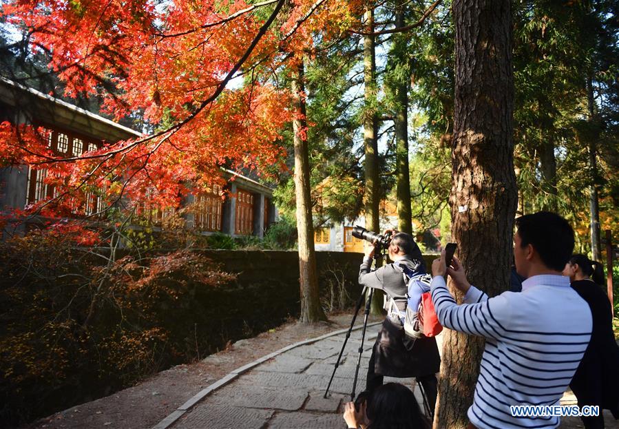 CHINA-JIANGXI-LUSHAN-MAPLE LEAVES (CN)