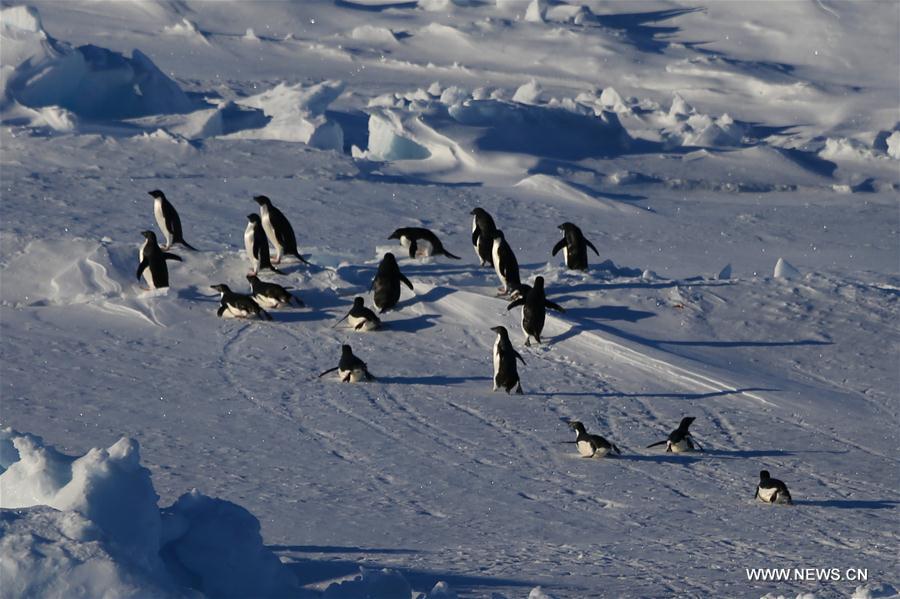 (EyesonSci) CHINA-ANTARCTICA-EXPEDITION(CN)