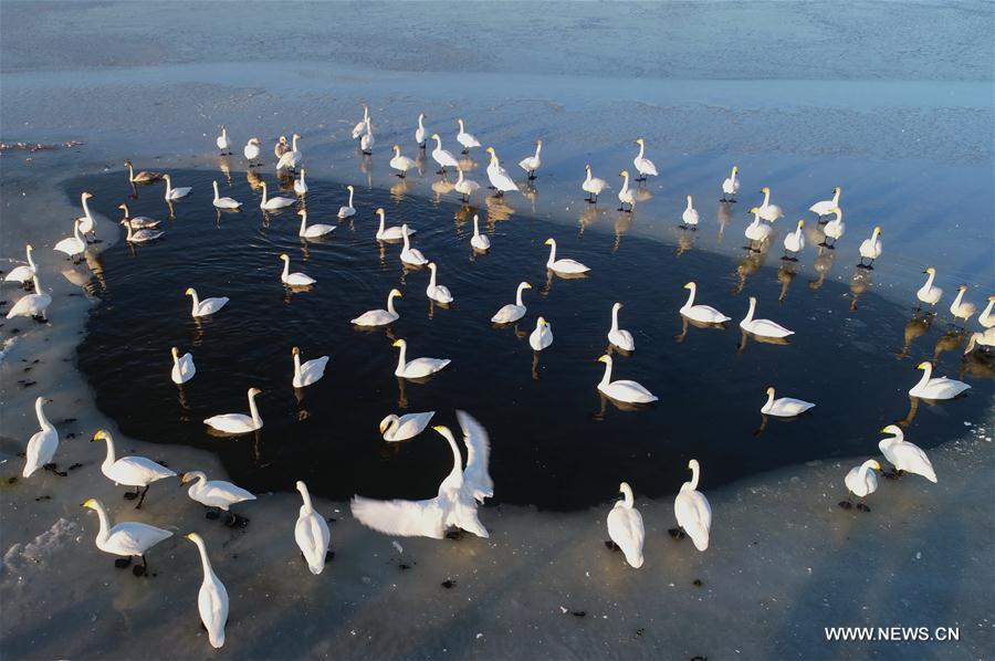 CHINA-HEBEI-HUAILAI-MIGRATORY BIRDS (CN)