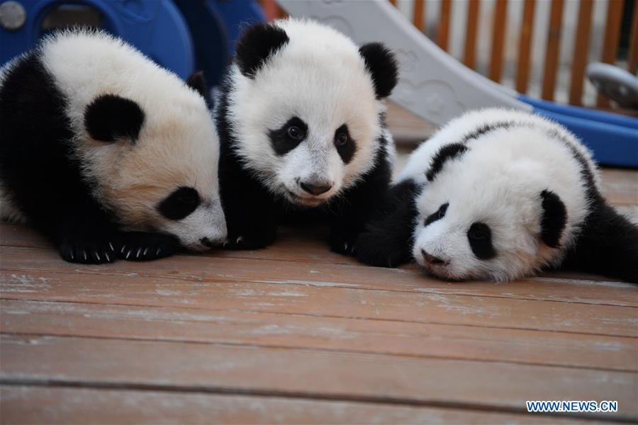 CHINA-SHAANXI-QINLING-GIANT PANDA KINDERGARTEN