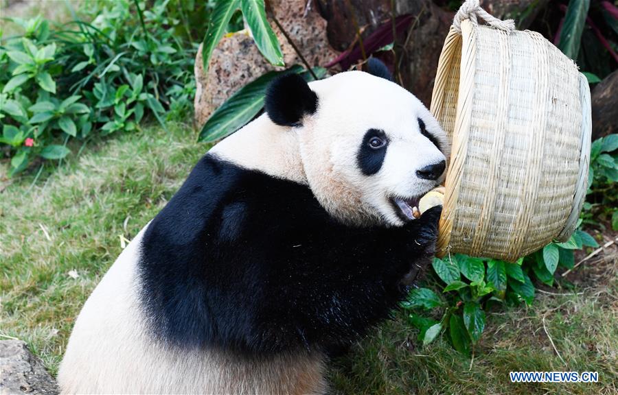 CHINA-HAIKOU-GIANT PANDAS-WINTER ACTIVITY (CN)