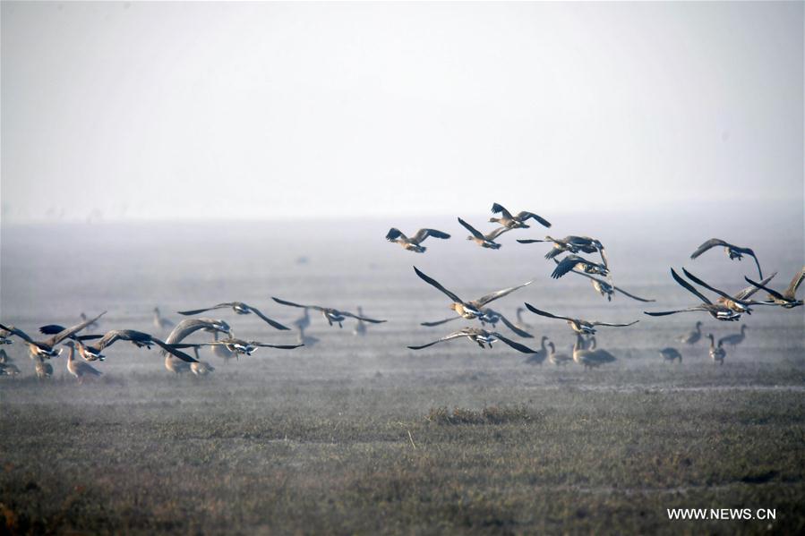 CHINA-JIANGXI-MIGRANT BIRDS-NANJI WETLAND (CN)