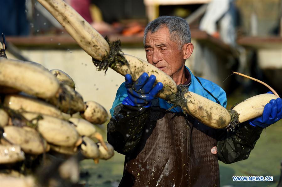 CHINA-ANHUI-LOTUS ROOT-HARVEST (CN)