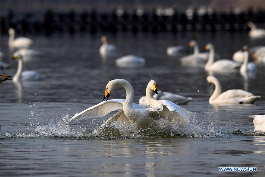 CHINA-SHANXI-WILD SWAN-WINTER HABITAT (CN)