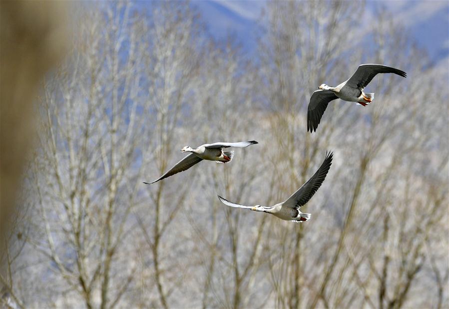 CHINA-TIBET-LHASA-LHALU WETLAND (CN)