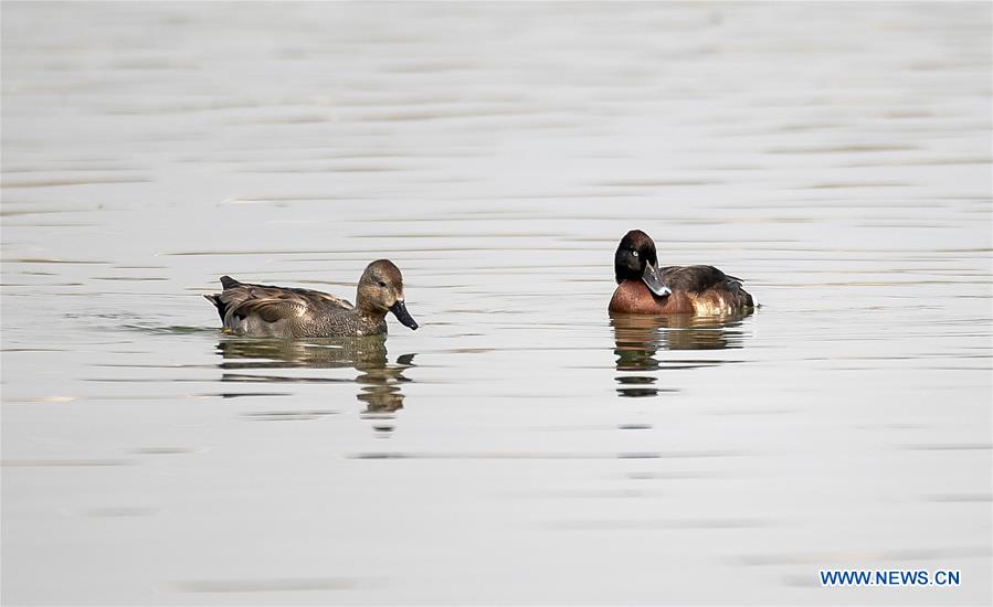 CHINA-YUNNAN-BAOSHAN-ENDANGERED DUCK-AYTHYA BAERI-SPOTTED (CN)