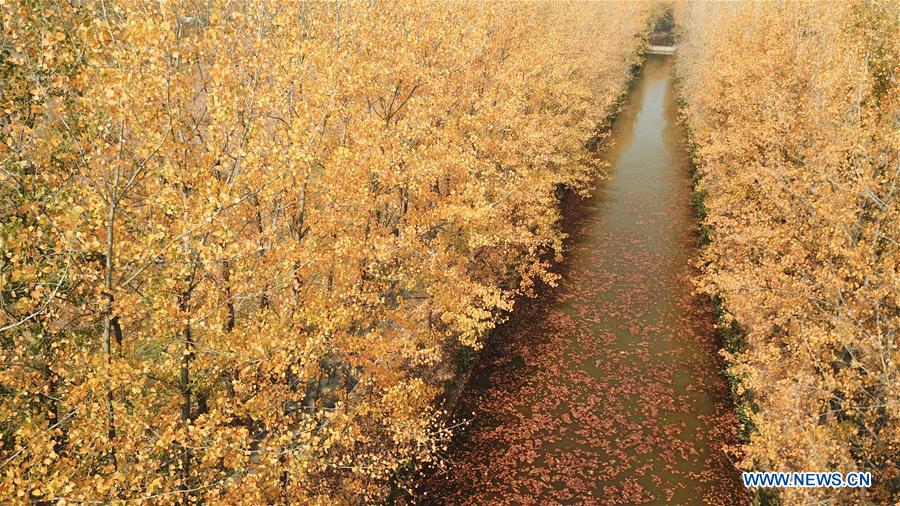 CHINA-ANHUI-AUTUMN VIEWS (CN)