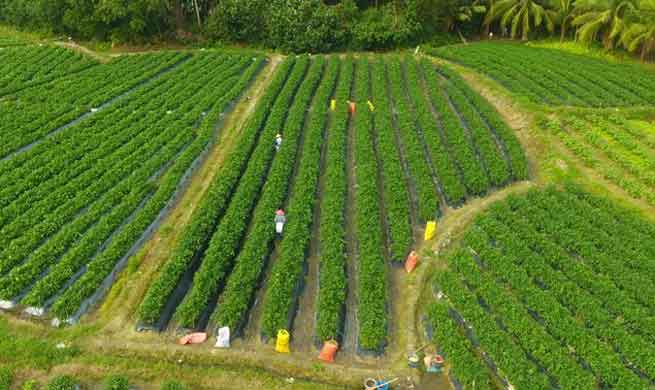 Farmers harvest peppers in south China's Hainan