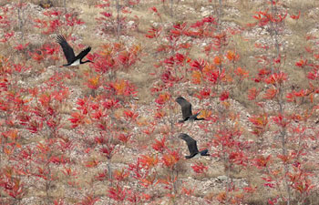 Endangered black storks spotted at Miyun Reservoir in Beijing