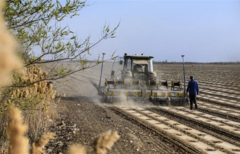 China to see summer grain harvest in large scale