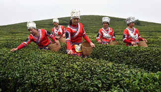 Tea growers pick up tea leaves in SW China