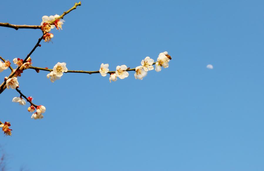 上海：花开春意浓