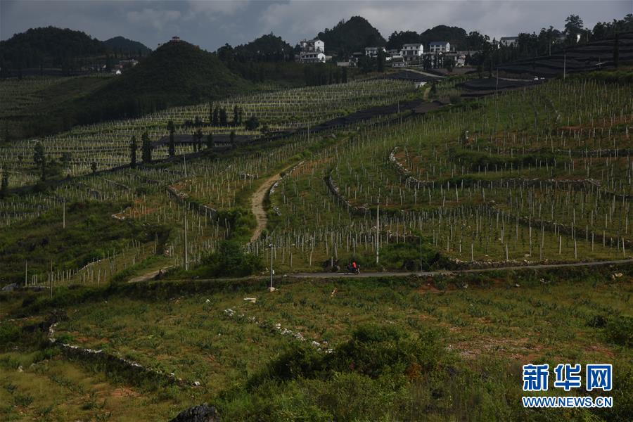 （在习近平新时代中国特色社会主义思想指引下——新时代新作为新篇章·图文互动）（2）在山旮旯里创造奇迹——云南西畴依靠自力更生走上脱贫致富新路