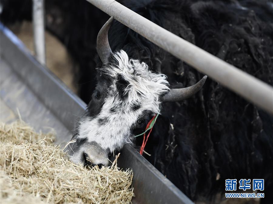 （图文互动）（6）青海省所有贫困县脱贫摘帽