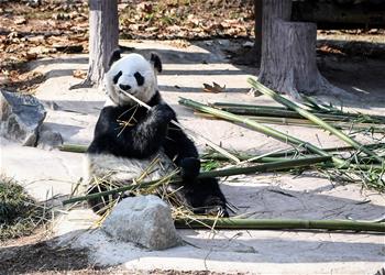 大熊猫尽享冬日暖阳