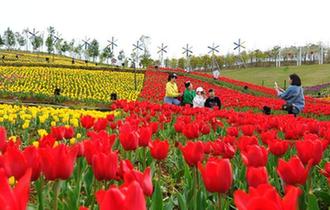 七彩郁金香花海扮靓江南春天