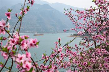 三峡春日桃花红